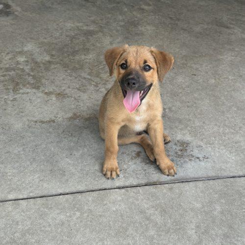 Enlarge Burt, a Adoptable mixed breed in Hamden, CT image 5/5