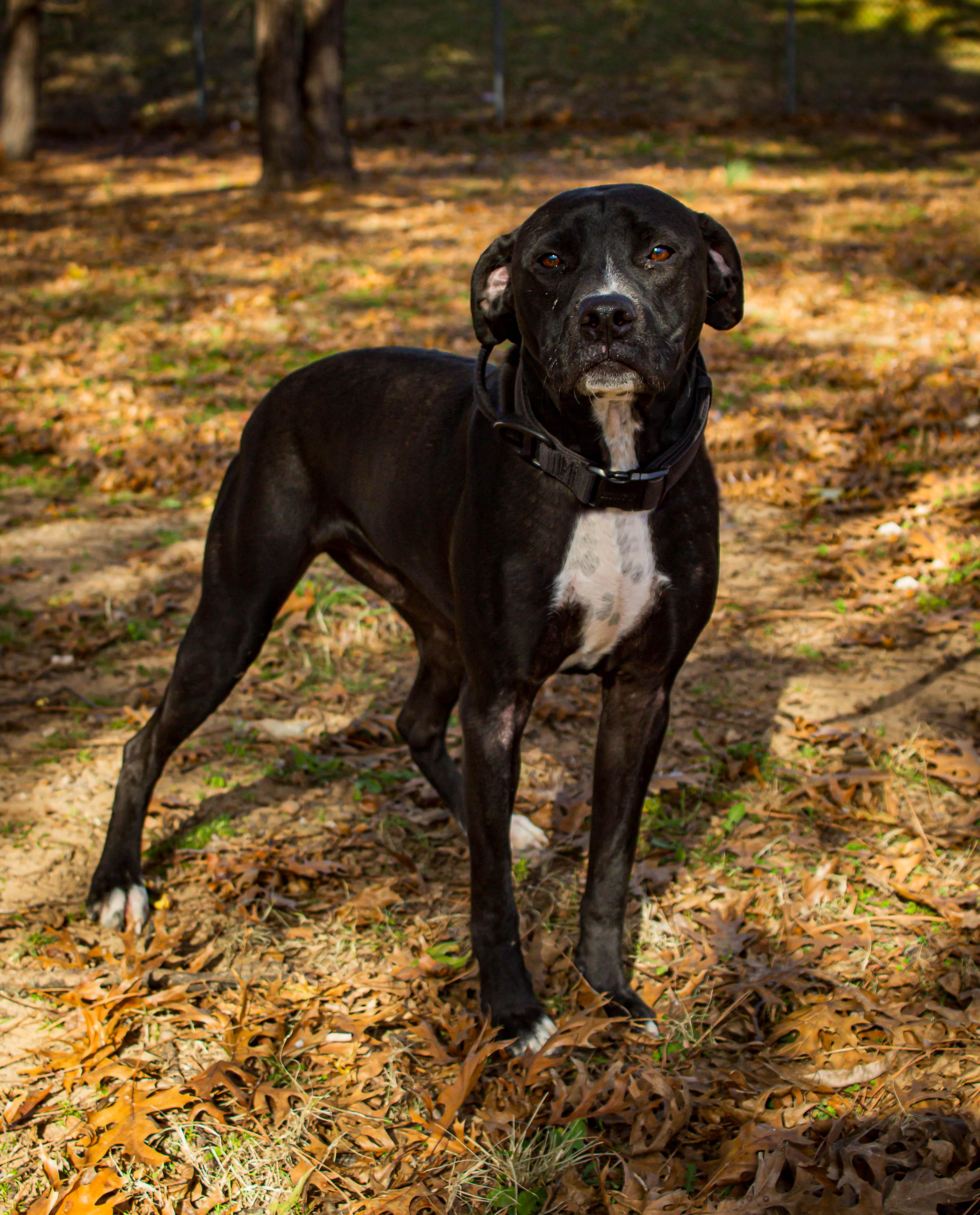 Cosmo, ADOPTABLE, Adult Male Pit Bull Terrier.