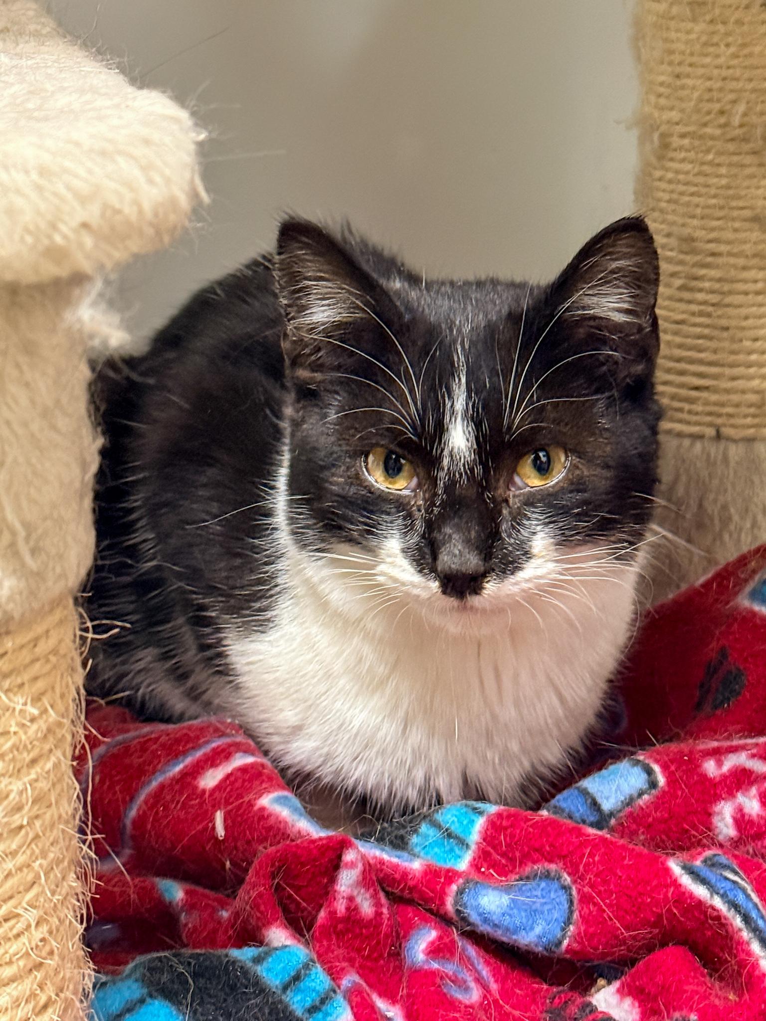 Ernest, adopted, Young Male Extra-Toes Cat / Hemingway Polydactyl.