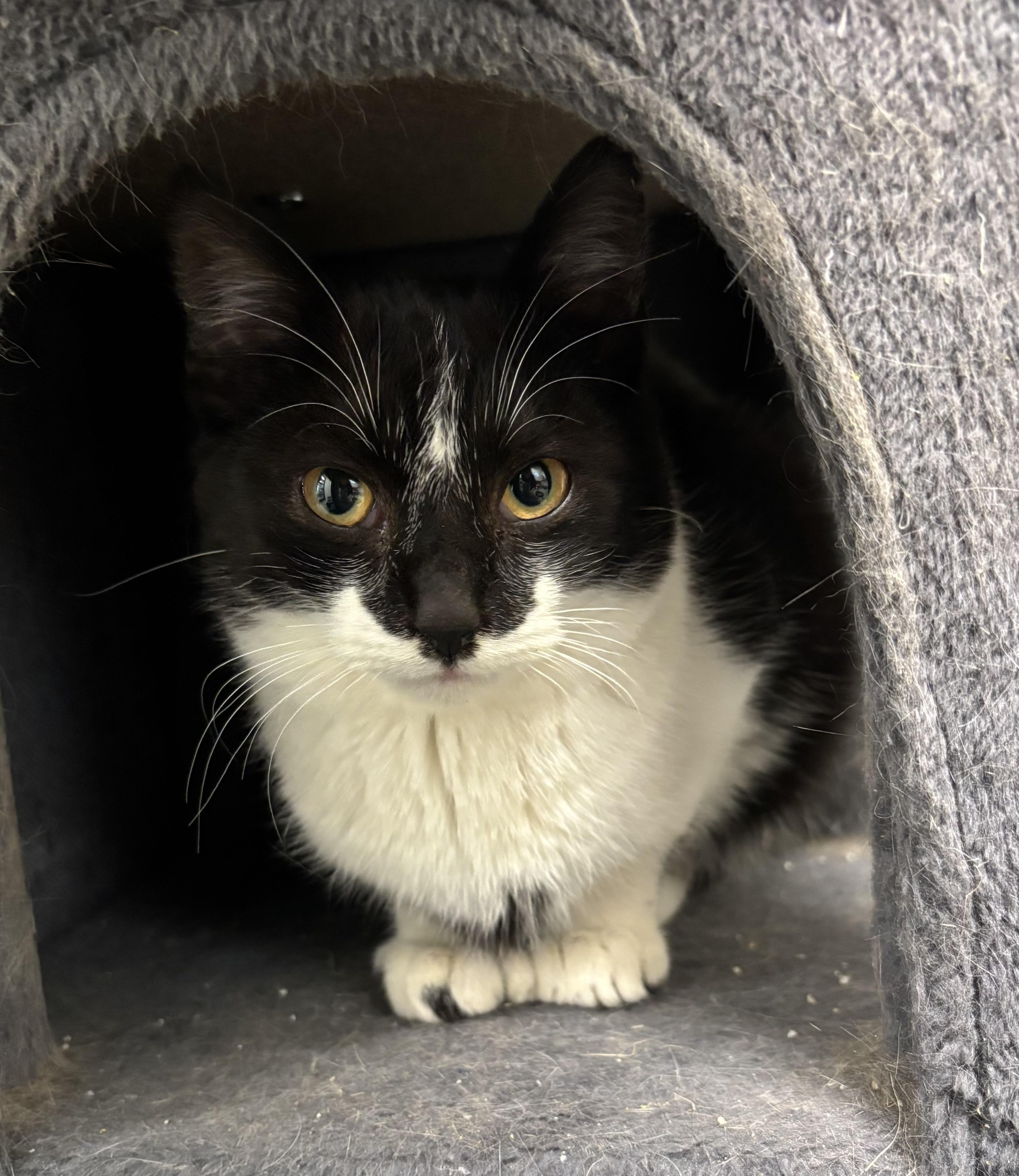 Enlarge Ernest, an adopted Extra-Toes Cat / Hemingway Polydactyl in Richland Center, WI image 2/2