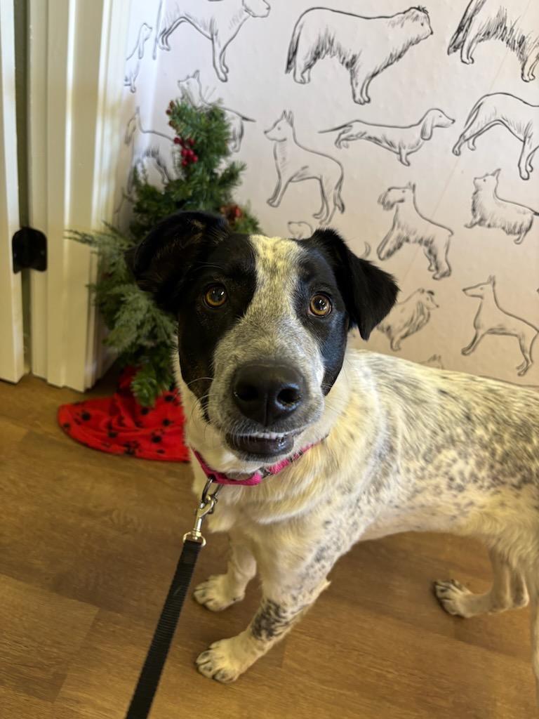 Happy, Adoptable, Young Female Border Collie & Mixed Breed.