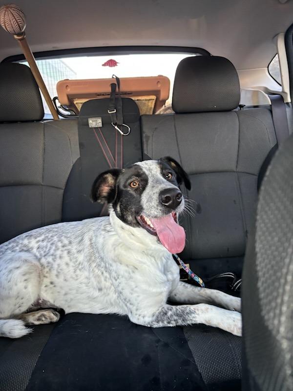 Enlarge Happy, a Adoptable mixed breed in Fayetteville, AR image 2/6