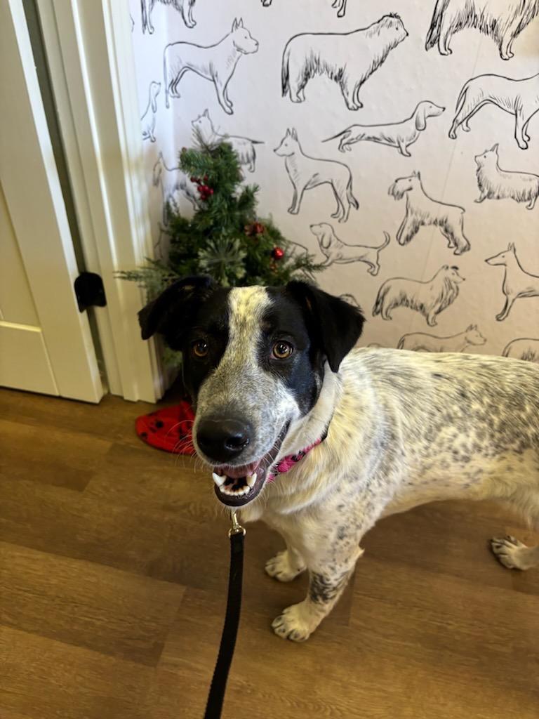 Enlarge Happy, a Adoptable mixed breed in Fayetteville, AR image 3/6