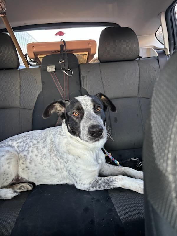 Enlarge Happy, a Adoptable mixed breed in Fayetteville, AR image 4/6