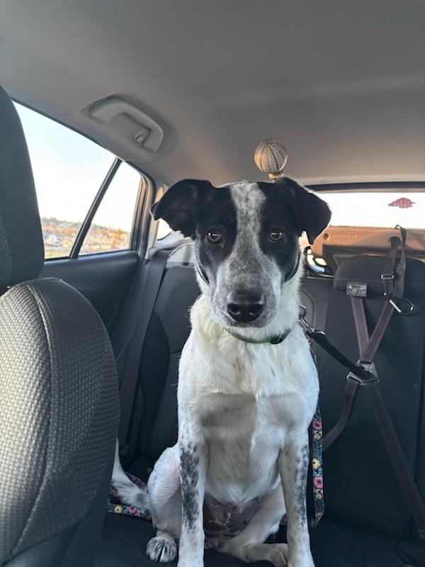 Enlarge Happy, a Adoptable mixed breed in Fayetteville, AR image 5/6