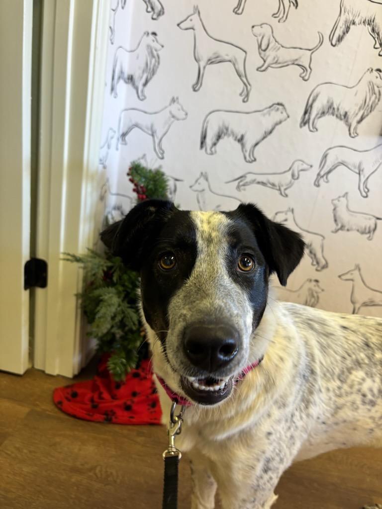 Enlarge Happy, a Adoptable mixed breed in Fayetteville, AR image 6/6