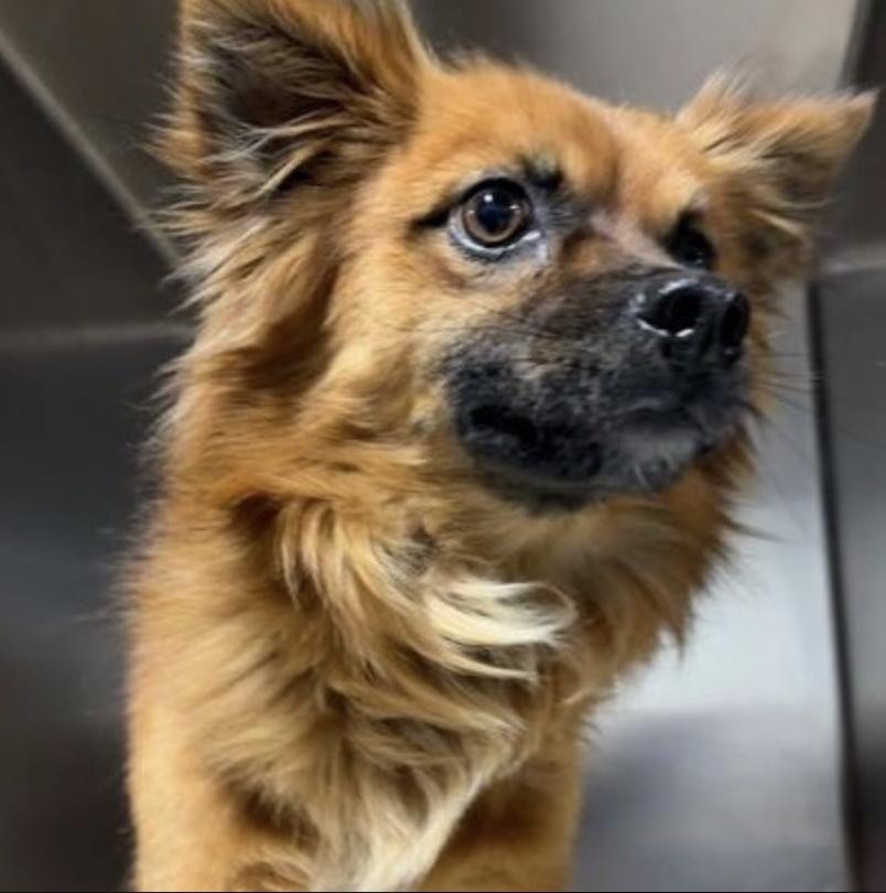 Enlarge JD, a ADOPTABLE Chihuahua in Brooklyn, NY image 2/2