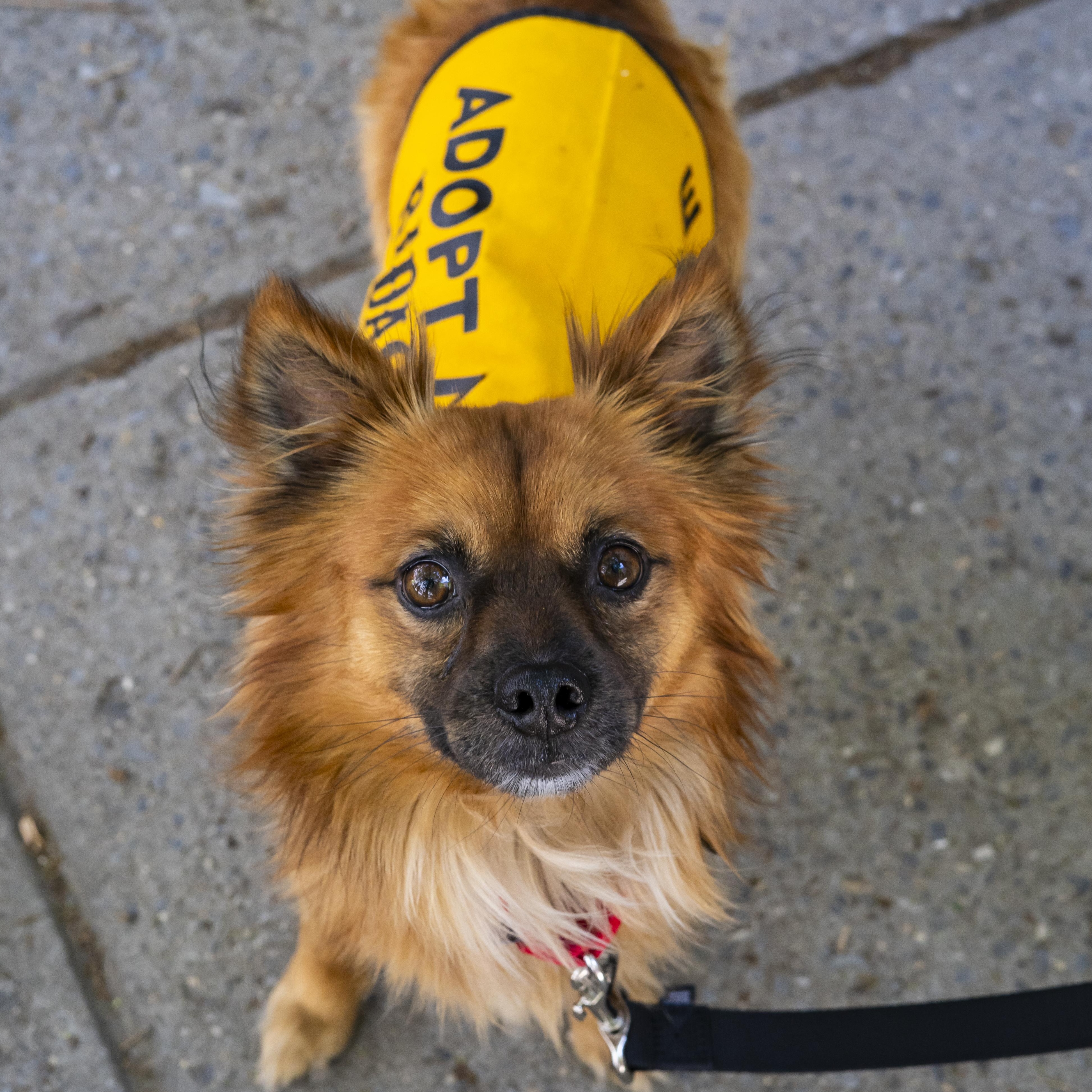 JD, an adopted Chihuahua in Brooklyn, NY image 2/5
