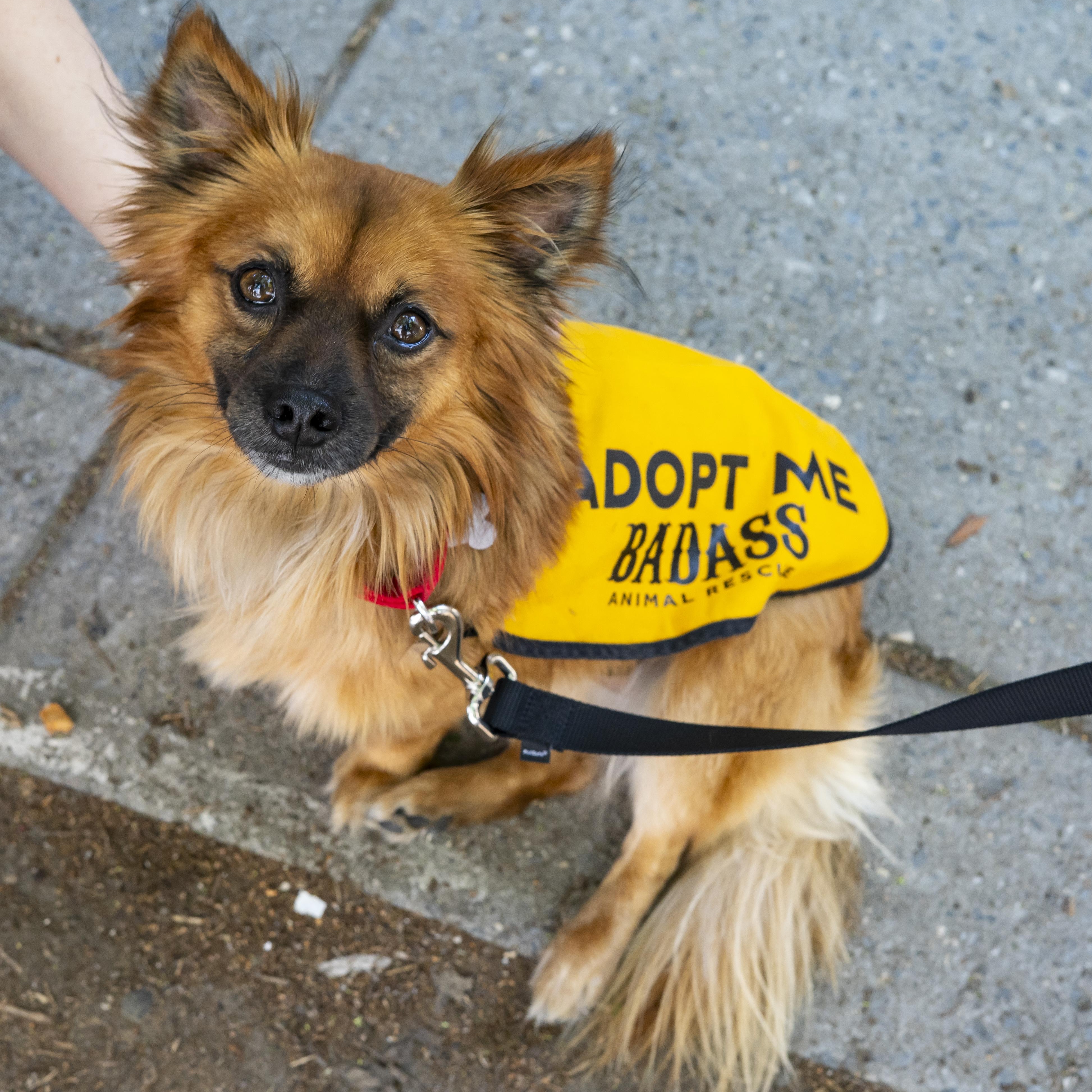 JD, an adopted Chihuahua in Brooklyn, NY image 3/5