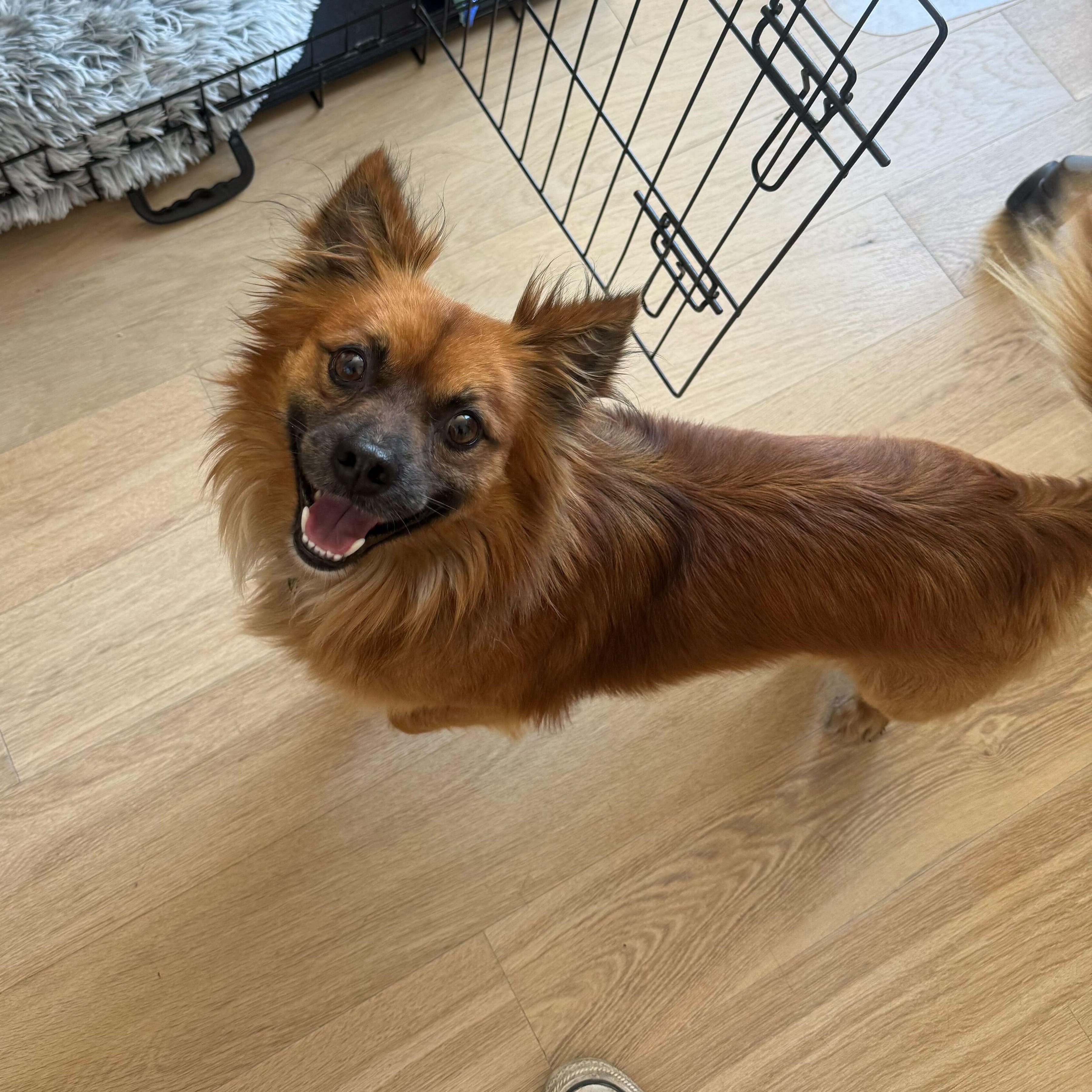 JD, ADOPTABLE, Adult Male Chihuahua.