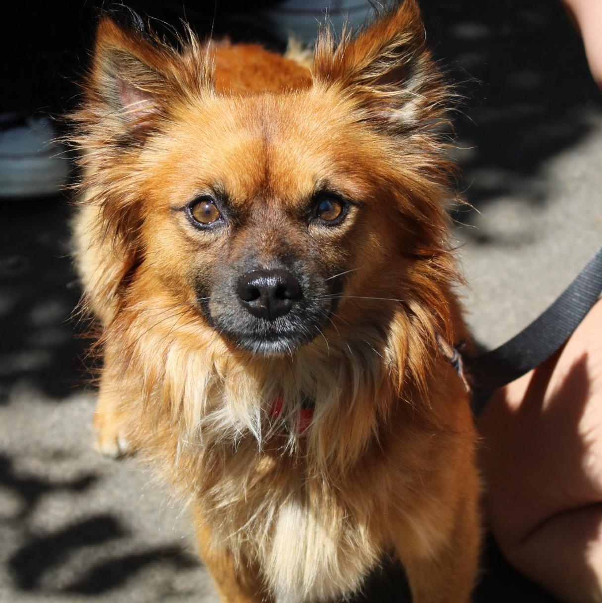 JD, adopted, Adult Male Chihuahua.