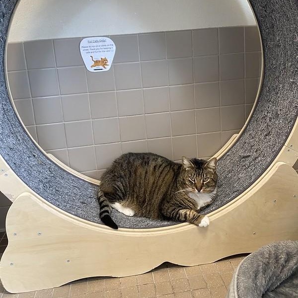 Redwood, a ADOPTABLE Domestic Short Hair in Truckee, CA image 1/2