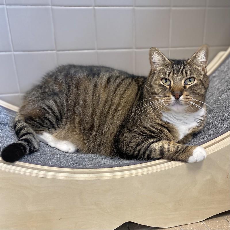 Redwood, a ADOPTABLE Domestic Short Hair in Truckee, CA image 2/2