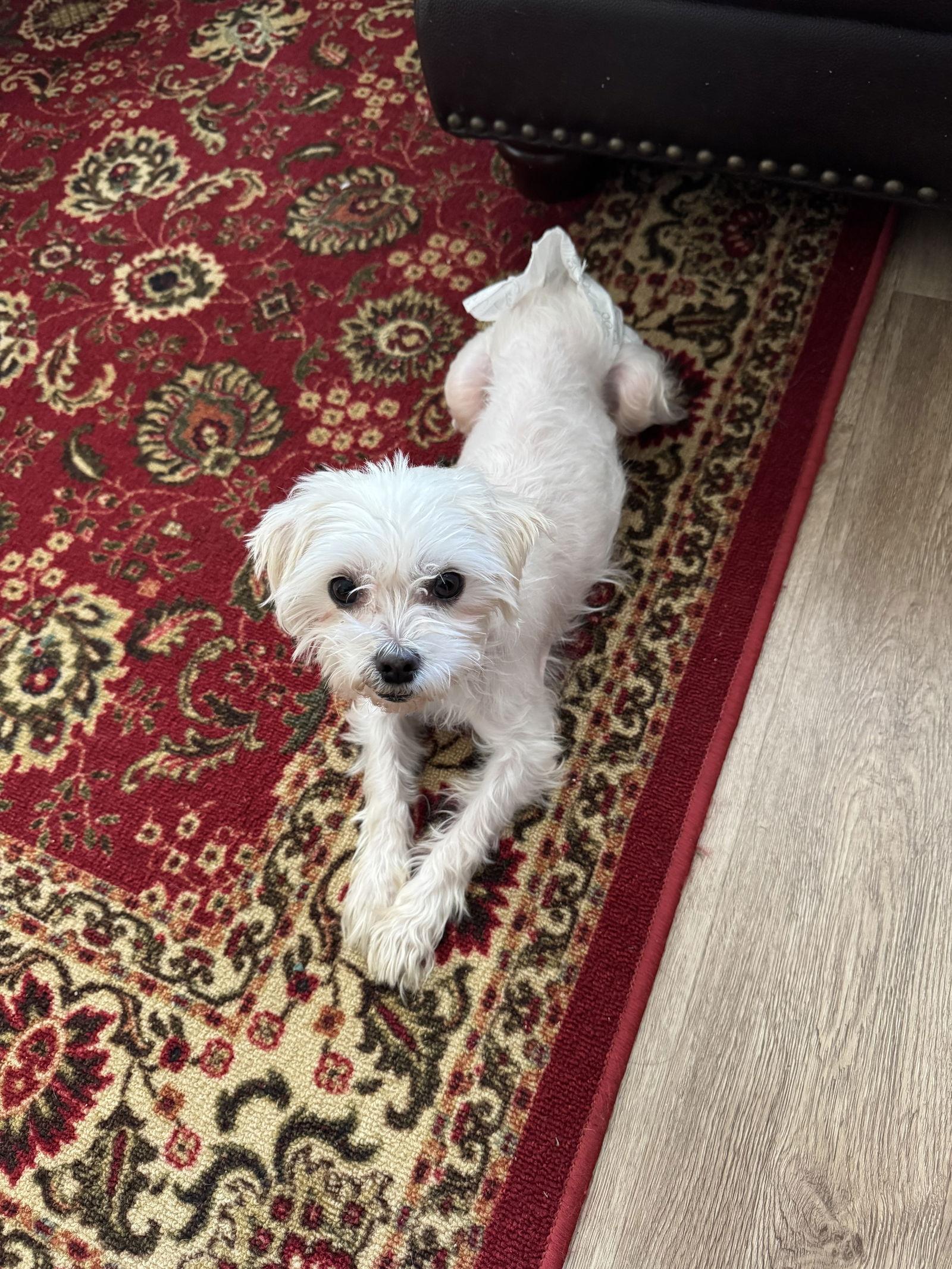 Enlarge Ivy-ARR, a Adoptable Maltese in Pataskala, OH image 2/3