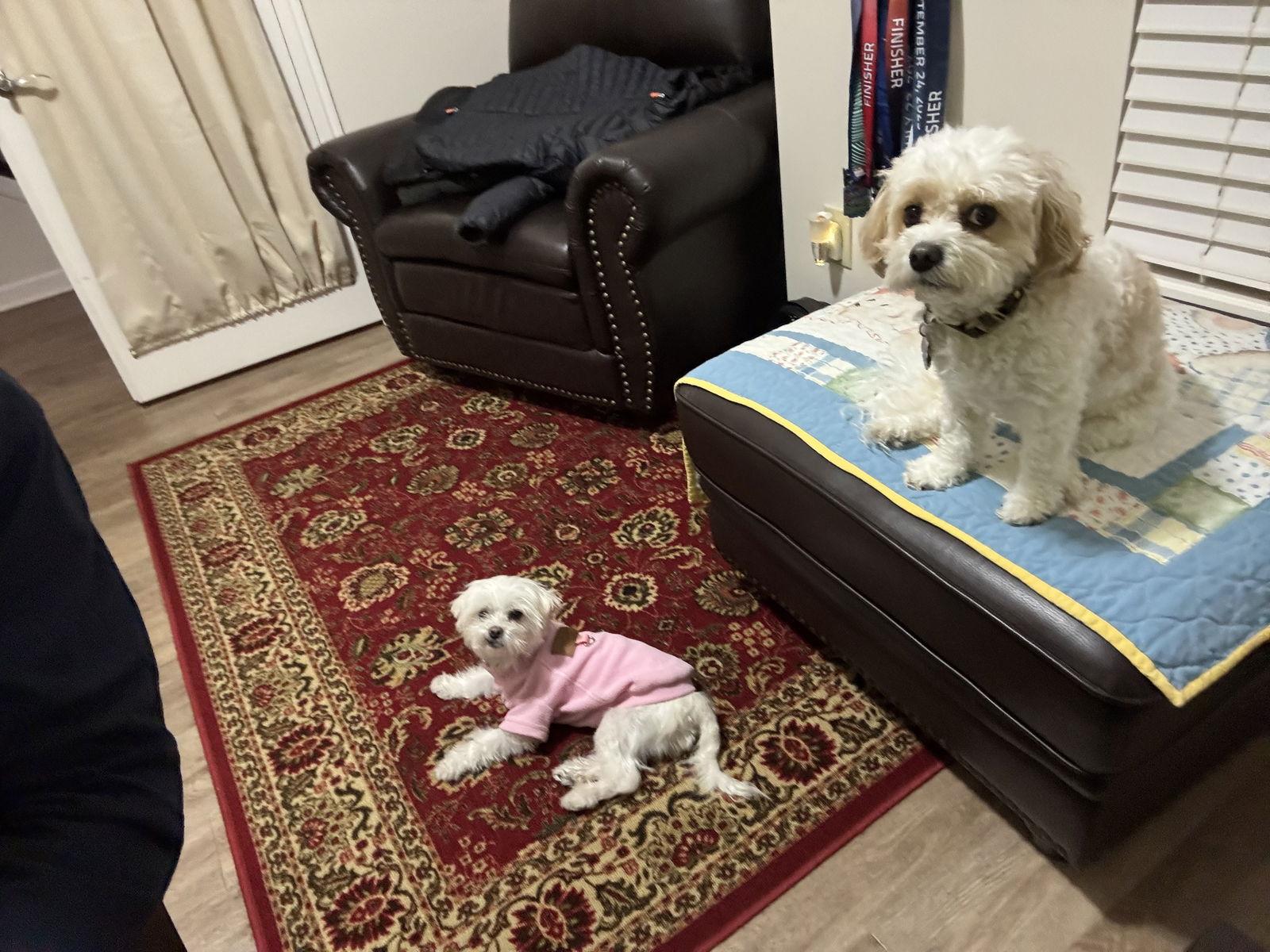 Enlarge Ivy-ARR, a Adoptable Maltese in Pataskala, OH image 3/3