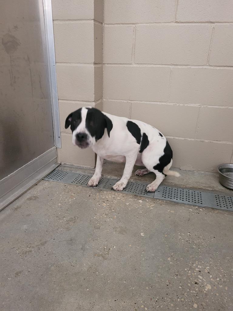 Ursula, Adoptable, Young Female Labrador Retriever & Pit Bull Terrier.