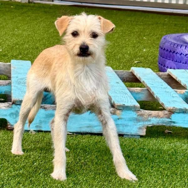 Enlarge Tanner, a Adoptable mixed breed in Austin, TX image 2/5