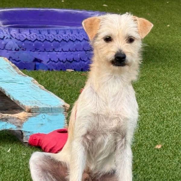 Enlarge Tanner, a Adoptable mixed breed in Austin, TX image 3/5