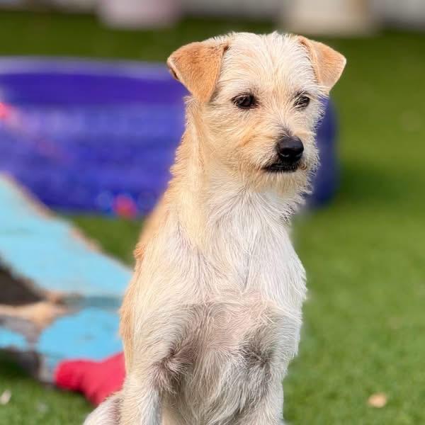 Enlarge Tanner, a Adoptable mixed breed in Austin, TX image 4/5