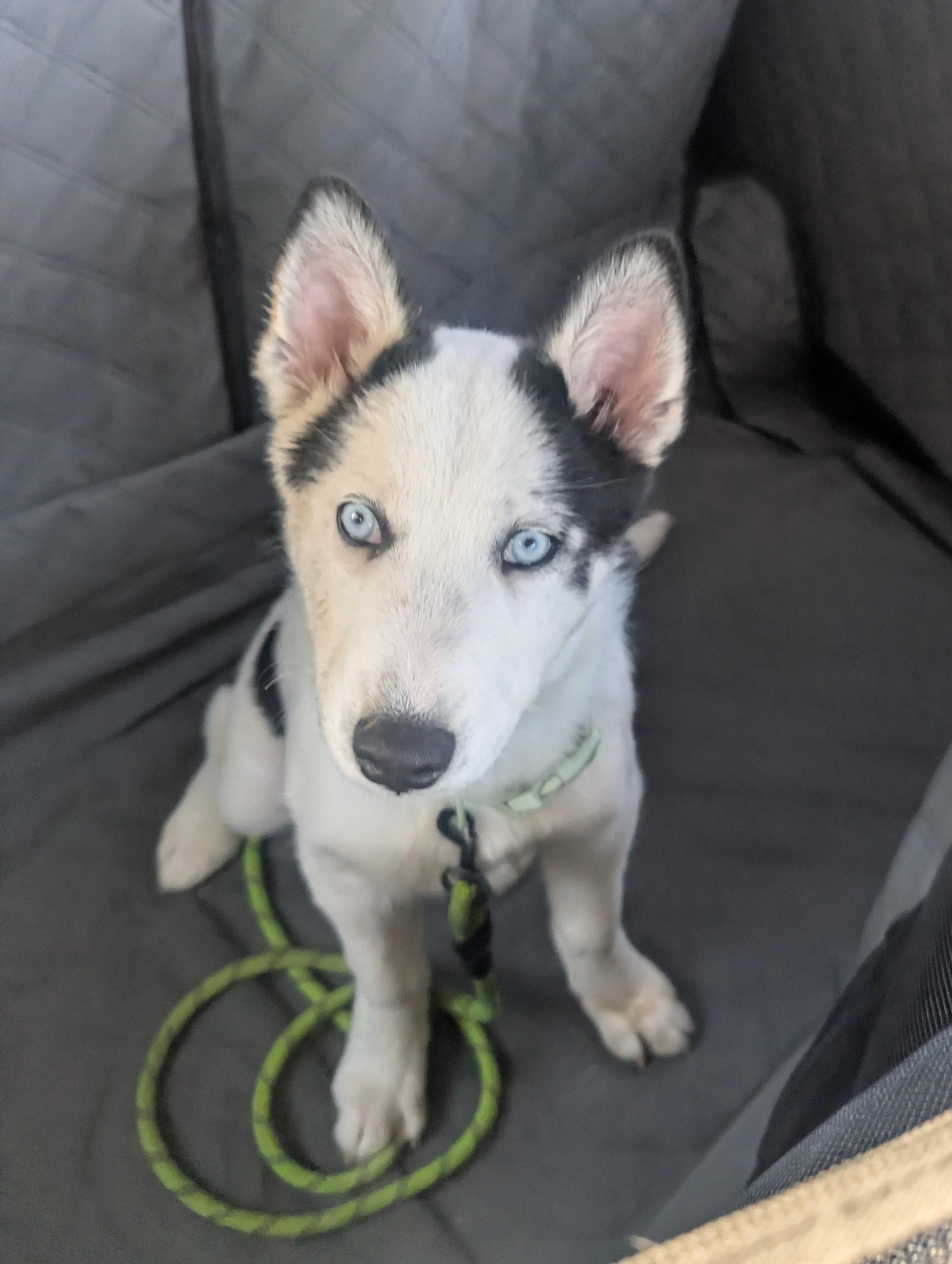 Mochi, Adopted, Young Female Siberian Husky.