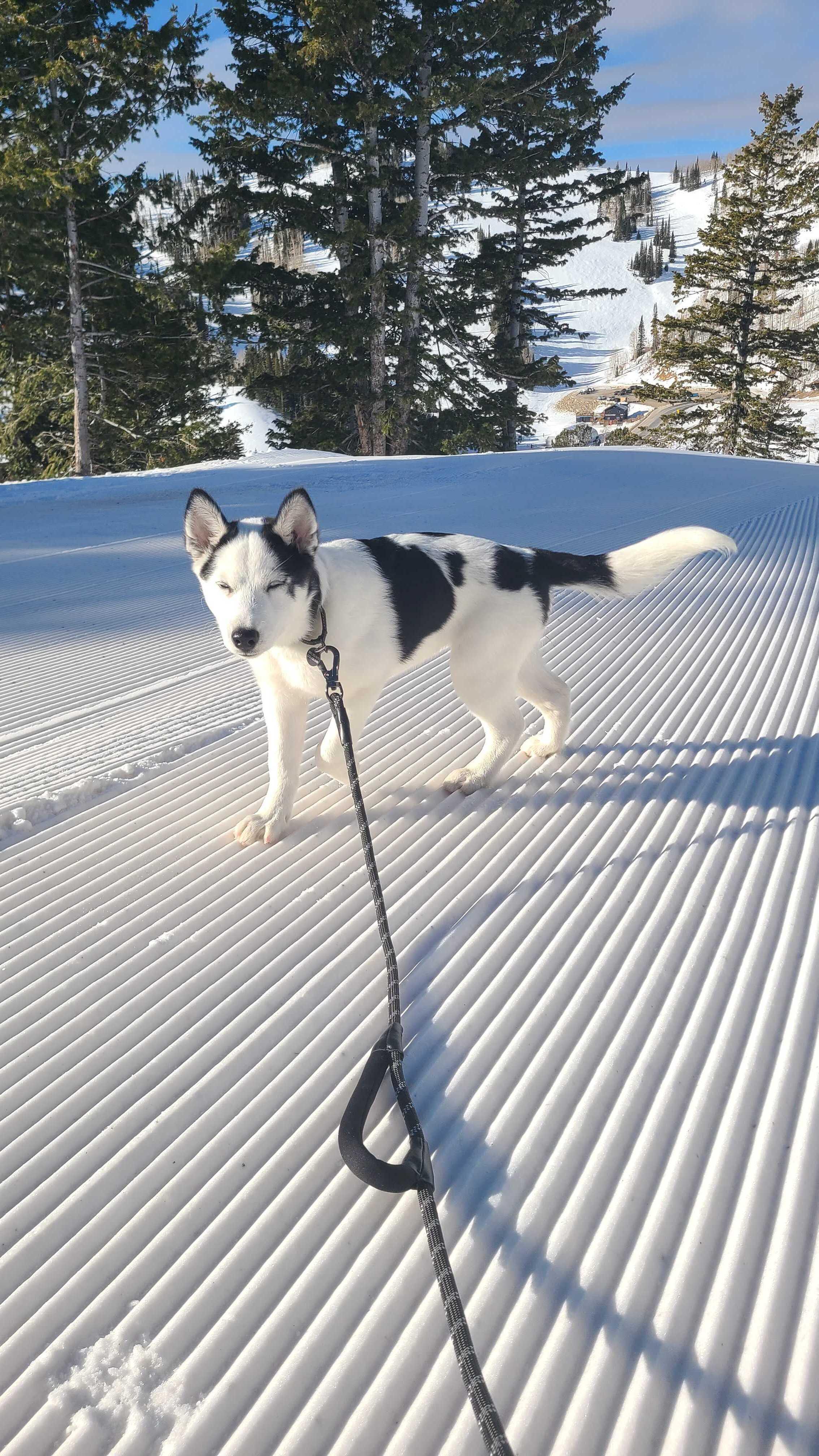 Enlarge Mochi, a Adopted Siberian Husky in Cottonwood Heights, UT image 2/6