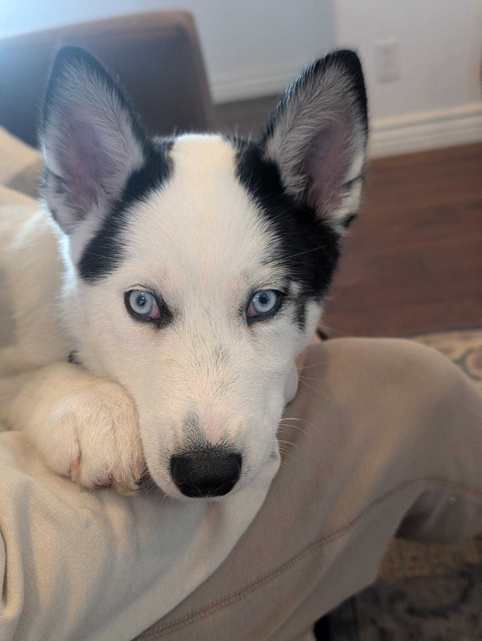 Enlarge Mochi, a Adopted Siberian Husky in Cottonwood Heights, UT image 3/6