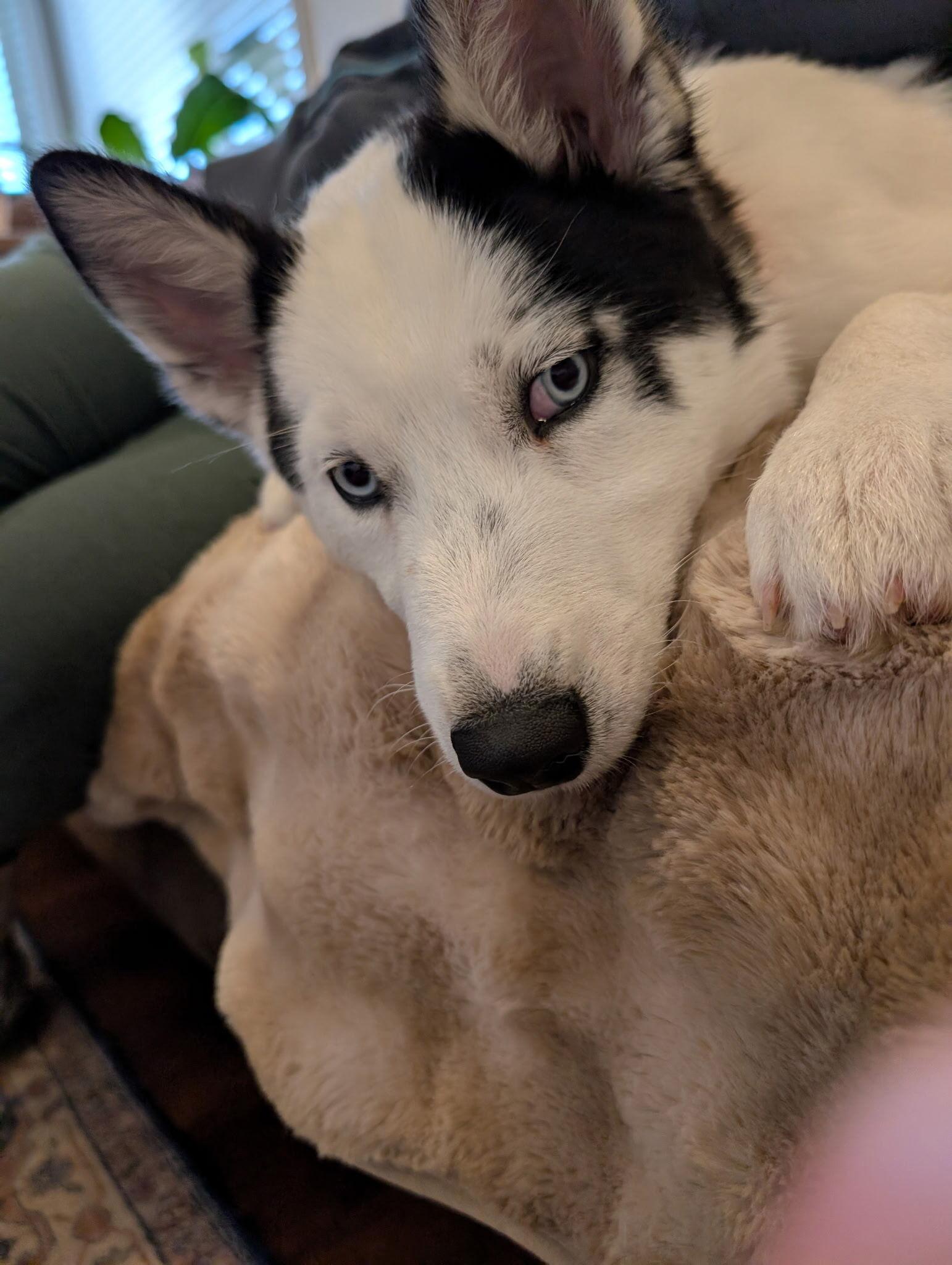 Enlarge Mochi, a Adopted Siberian Husky in Cottonwood Heights, UT image 4/6