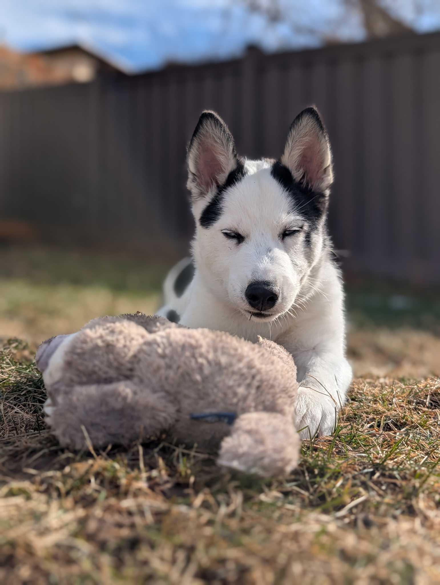 Enlarge Mochi, a Adopted Siberian Husky in Cottonwood Heights, UT image 5/6