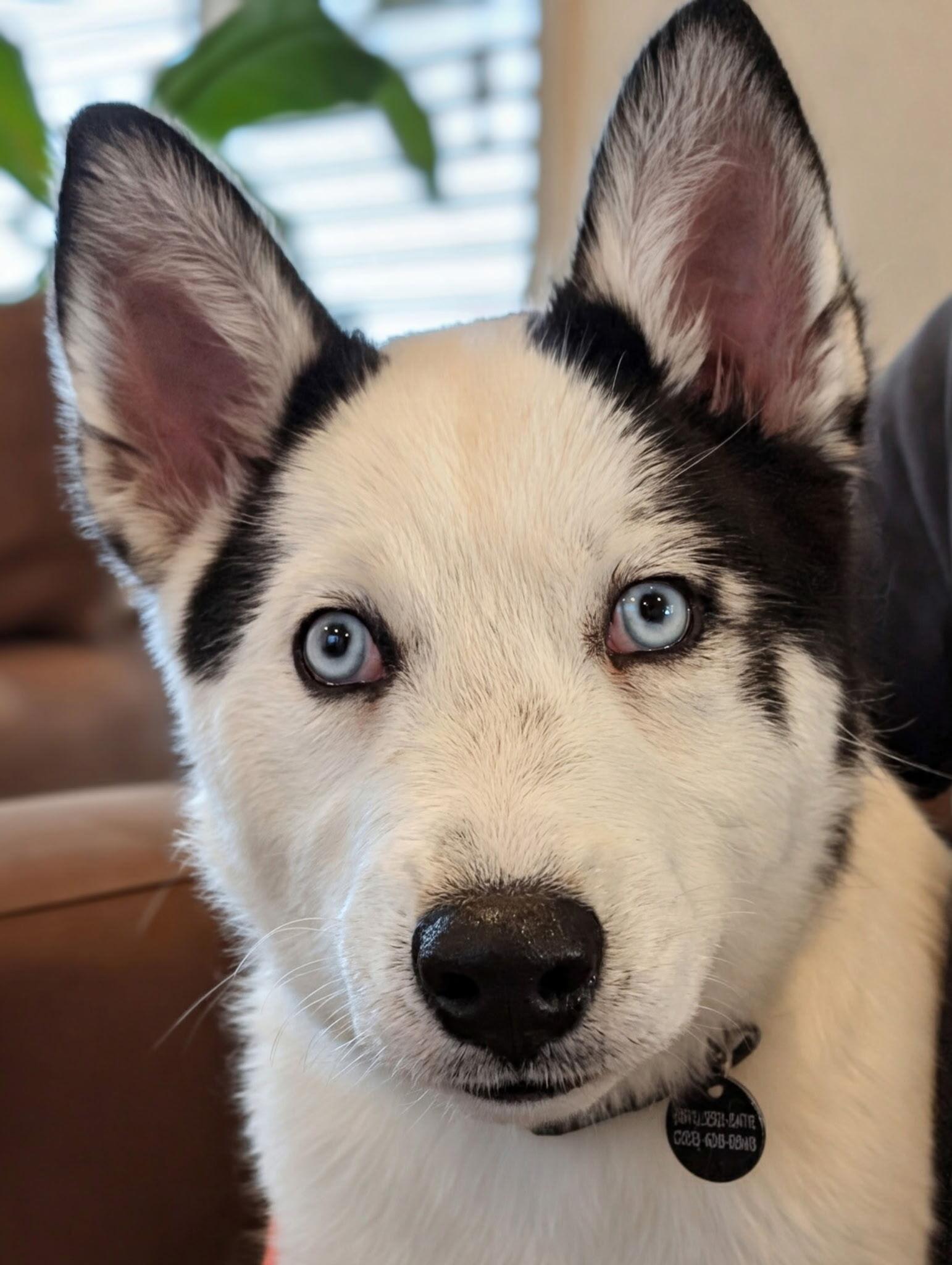 Enlarge Mochi, a Adopted Siberian Husky in Cottonwood Heights, UT image 6/6