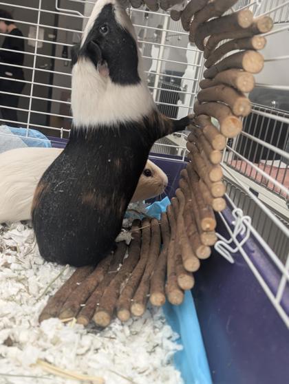 Enlarge Mario, a Adoptable Guinea Pig in Bensalem, PA image 1/3