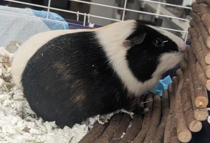 Enlarge Mario, a Adoptable Guinea Pig in Bensalem, PA image 2/3