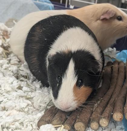 Enlarge Mario, a Adoptable Guinea Pig in Bensalem, PA image 3/3