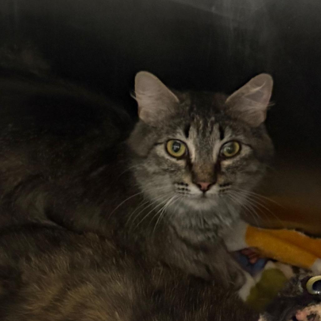 Feather, Adoptable, Adult Female Domestic Medium Hair.