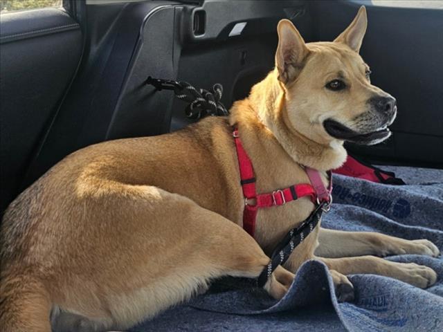 ROMEO, Adoptable, Young Male Mixed Breed.