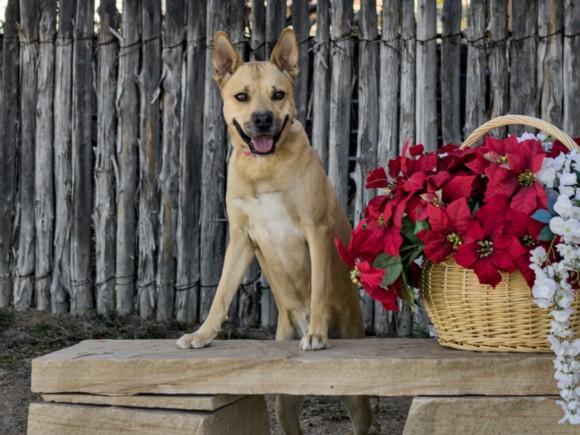 ROMEO, Adoptable, Young Male Mixed Breed.
