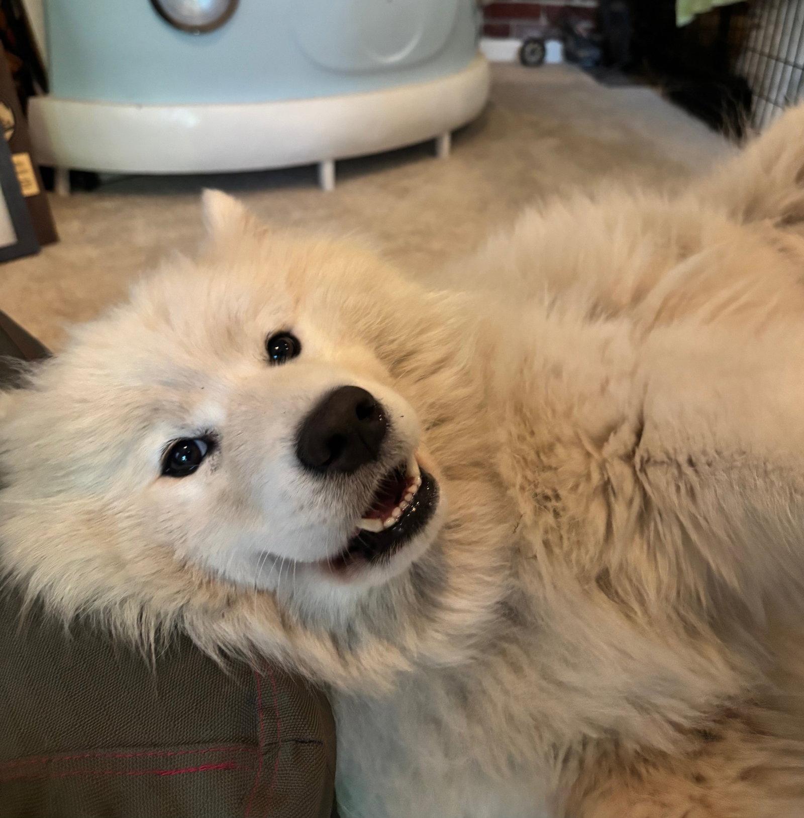 Lily, Adoptable, Adult Female Samoyed.