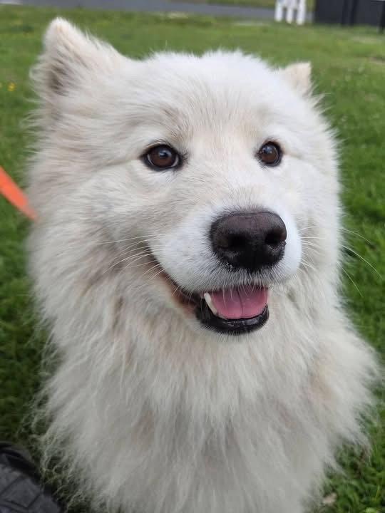 Enlarge Lily, a Adoptable Samoyed in Columbia, MD image 2/3