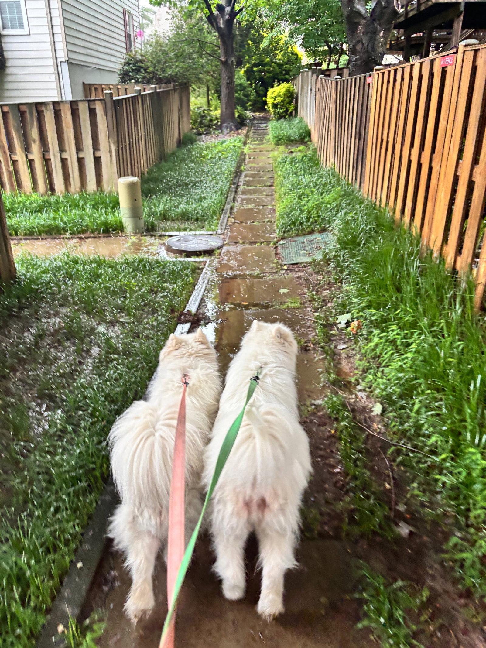 Enlarge Lily, a Adoptable Samoyed in Columbia, MD image 3/3