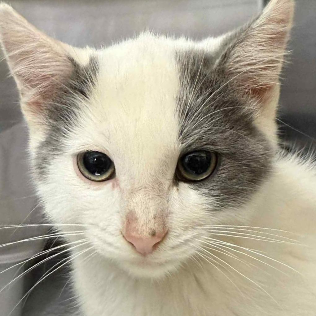 Tiddly, Adoptable, Kitten Male Domestic Short Hair.