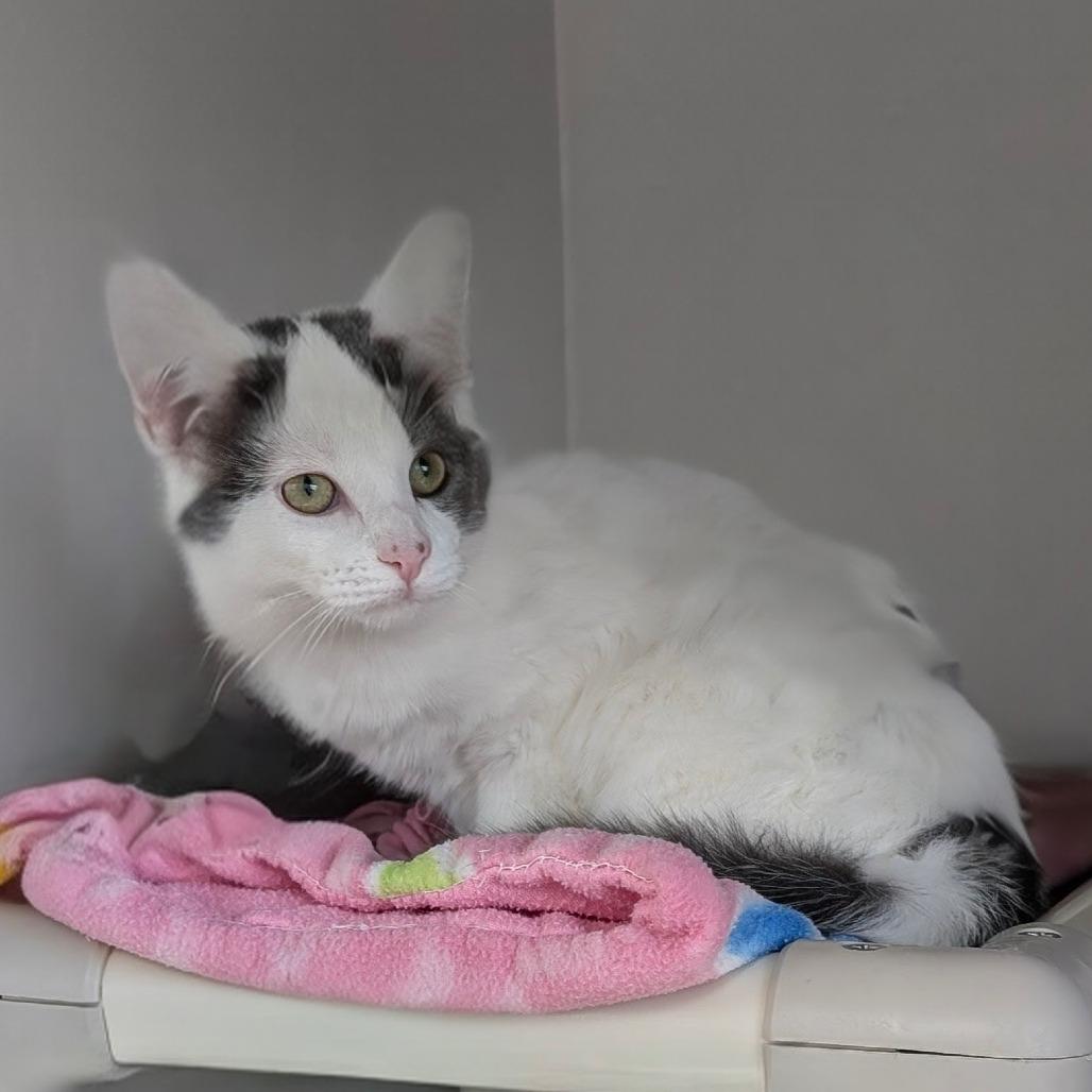 Enlarge Tiddly, a Adoptable Domestic Short Hair in Walnut Cove, NC image 2/5