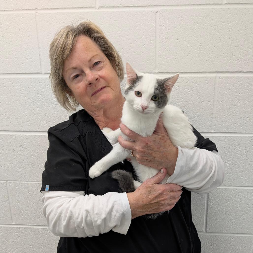 Enlarge Tiddly, a Adoptable Domestic Short Hair in Walnut Cove, NC image 3/5