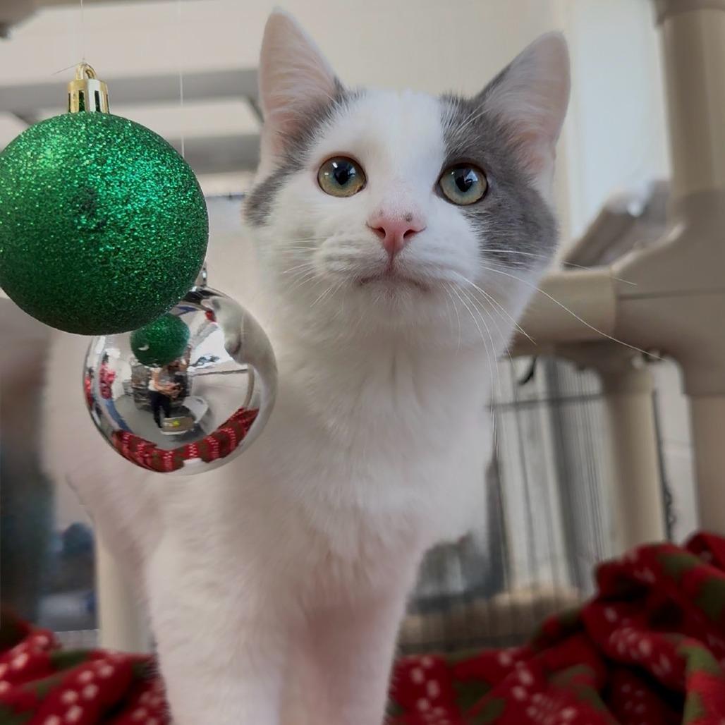 Enlarge Tiddly, a Adoptable Domestic Short Hair in Walnut Cove, NC image 4/5