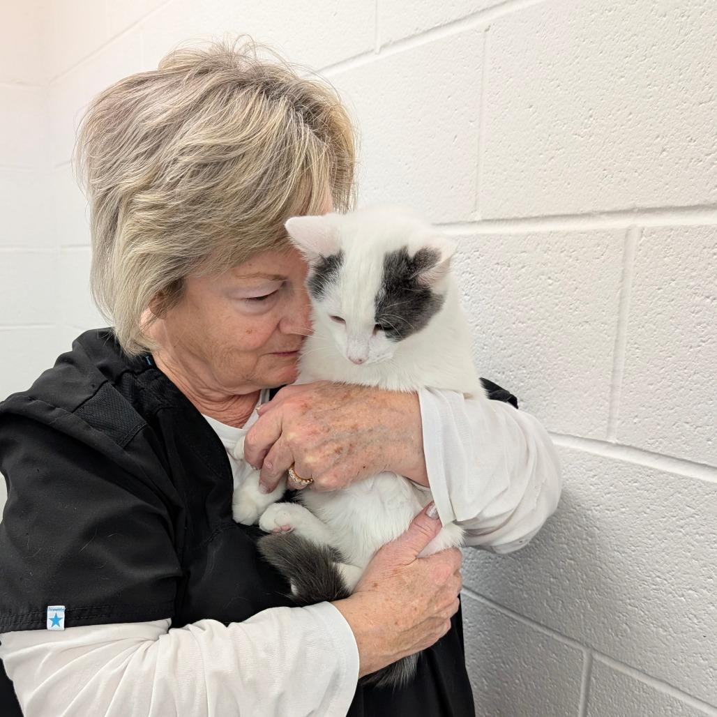 Enlarge Tiddly, a Adoptable Domestic Short Hair in Walnut Cove, NC image 5/5