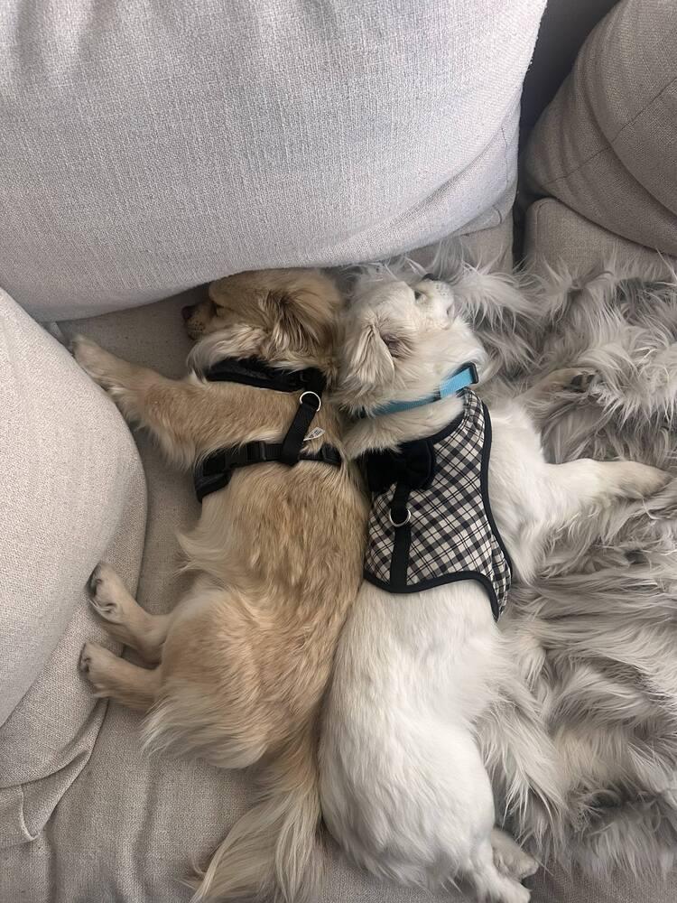 OLLIE, Adoptable, Adult Male Pomeranian & Chihuahua.