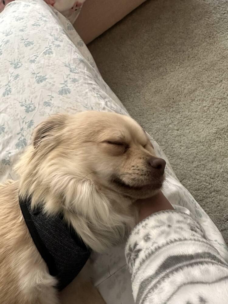 Enlarge OLLIE, a Adoptable mixed breed in Broomfield, CO image 2/6