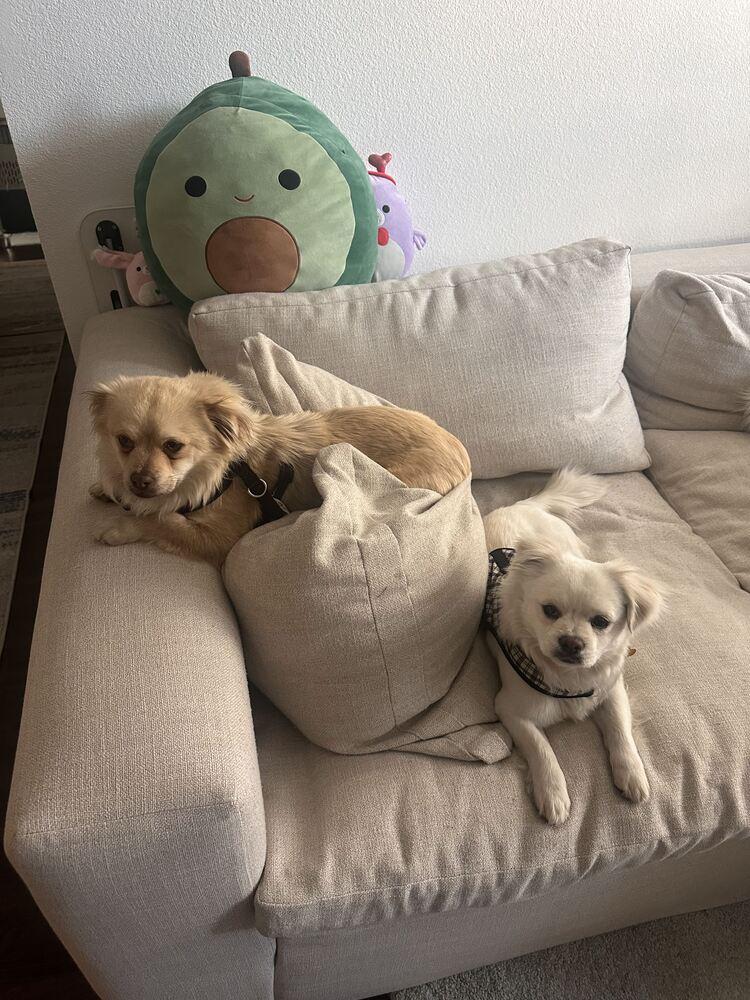 Enlarge OLLIE, a Adoptable mixed breed in Broomfield, CO image 3/6