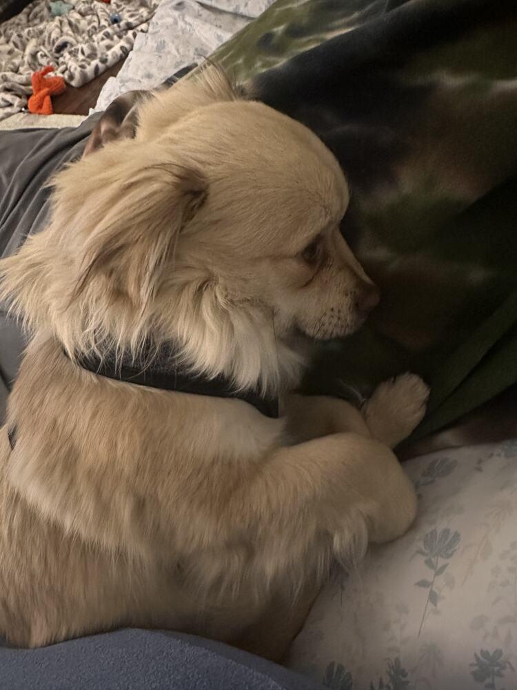 Enlarge OLLIE, a Adoptable mixed breed in Broomfield, CO image 4/6