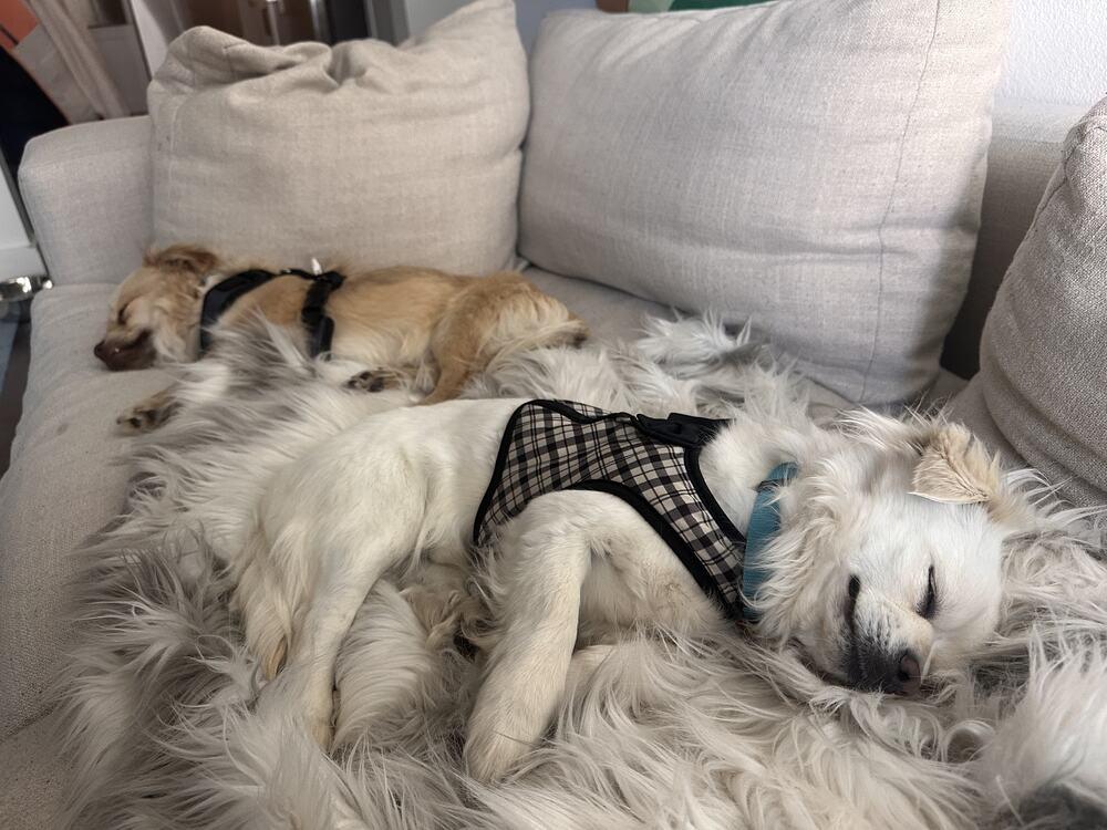 Enlarge OLLIE, a Adoptable mixed breed in Broomfield, CO image 6/6