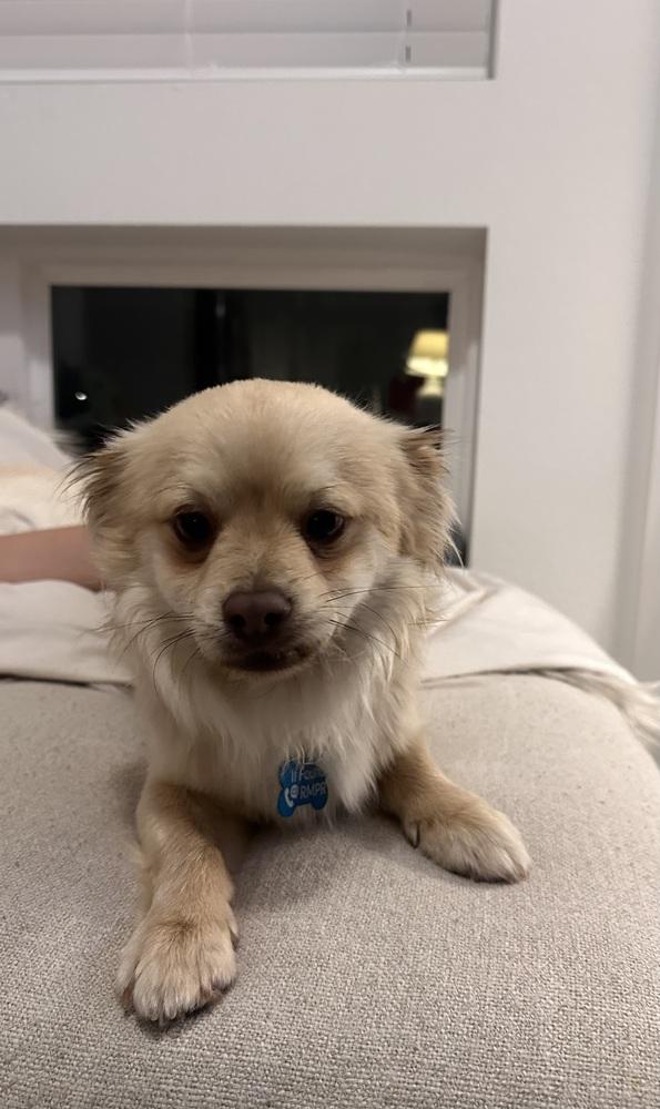 OLLIE, Adoptable, Adult Male Pomeranian & Chihuahua.