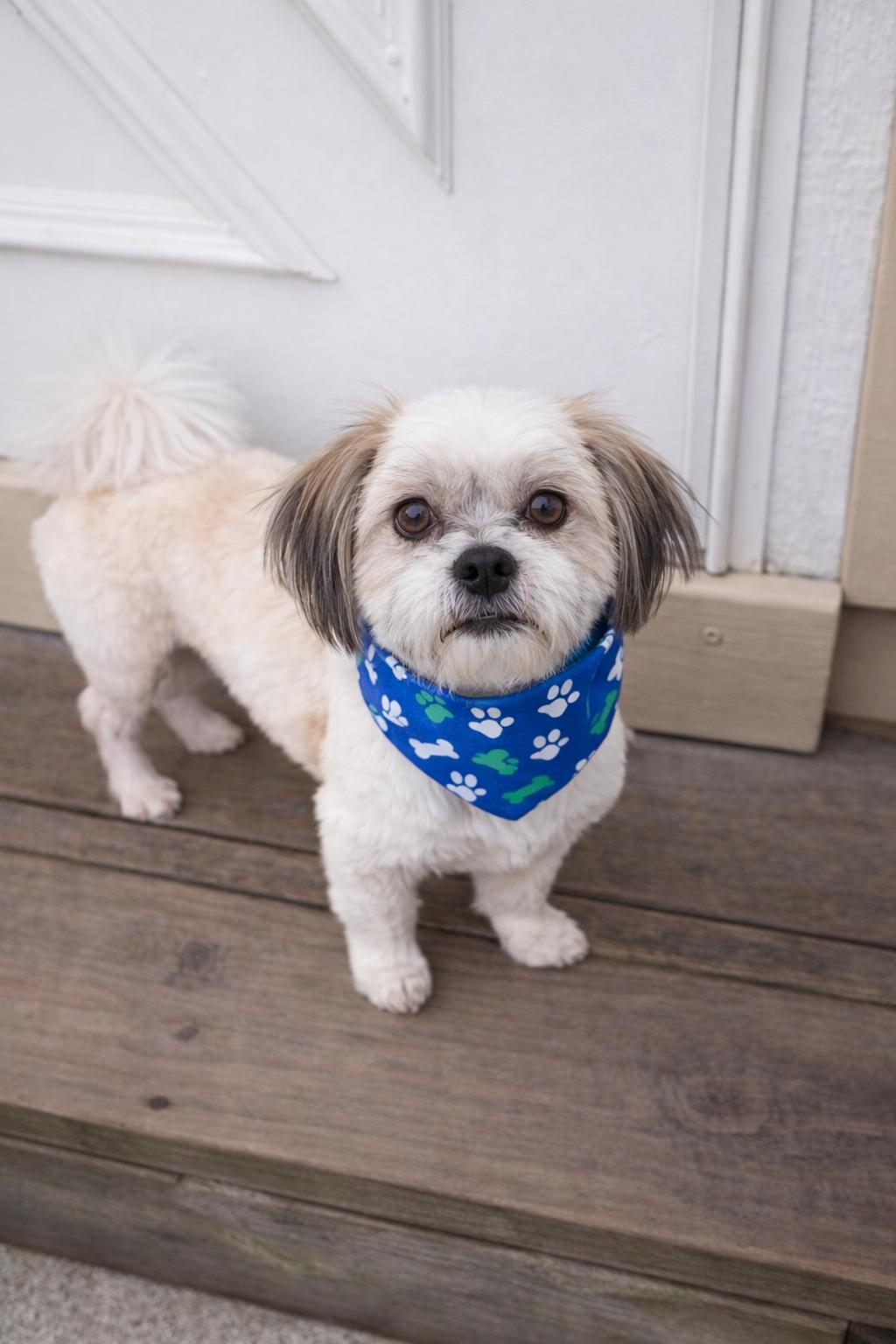 Mocha - OS, a Adopted Shih Tzu in Pataskala, OH image 1/3